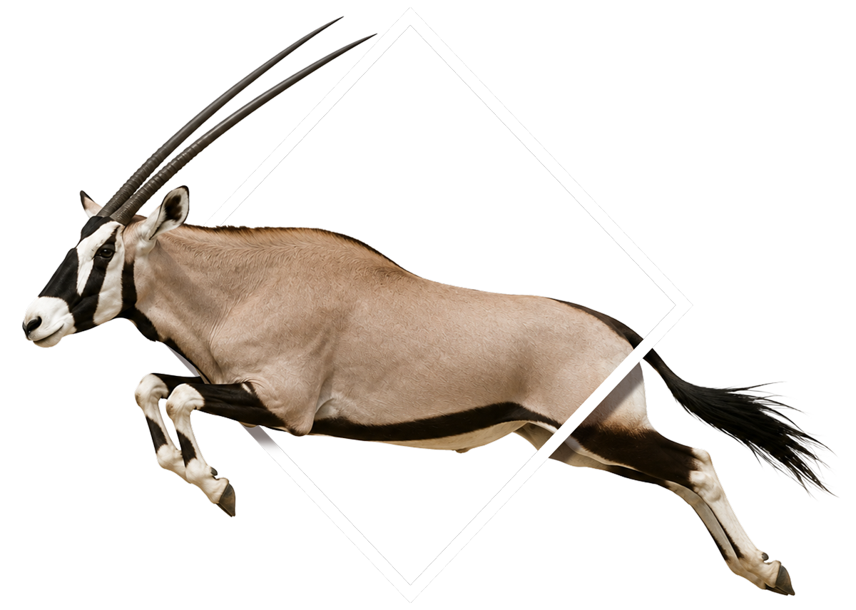 Oryx-Header-Leaping oryx leaping