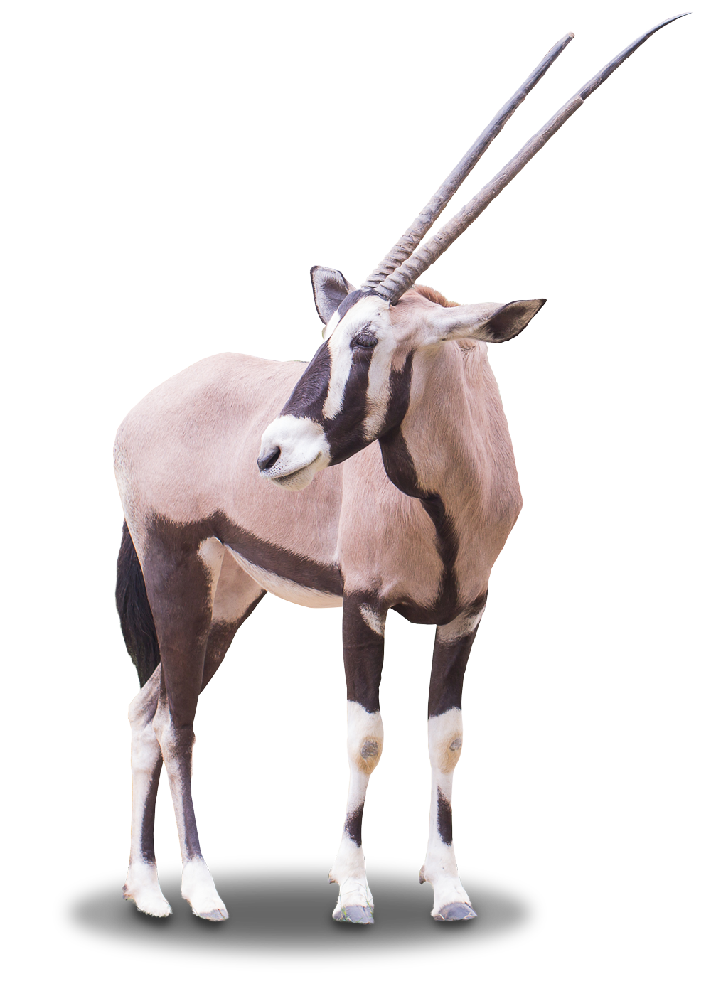 Single-Oryx-Color oryx
